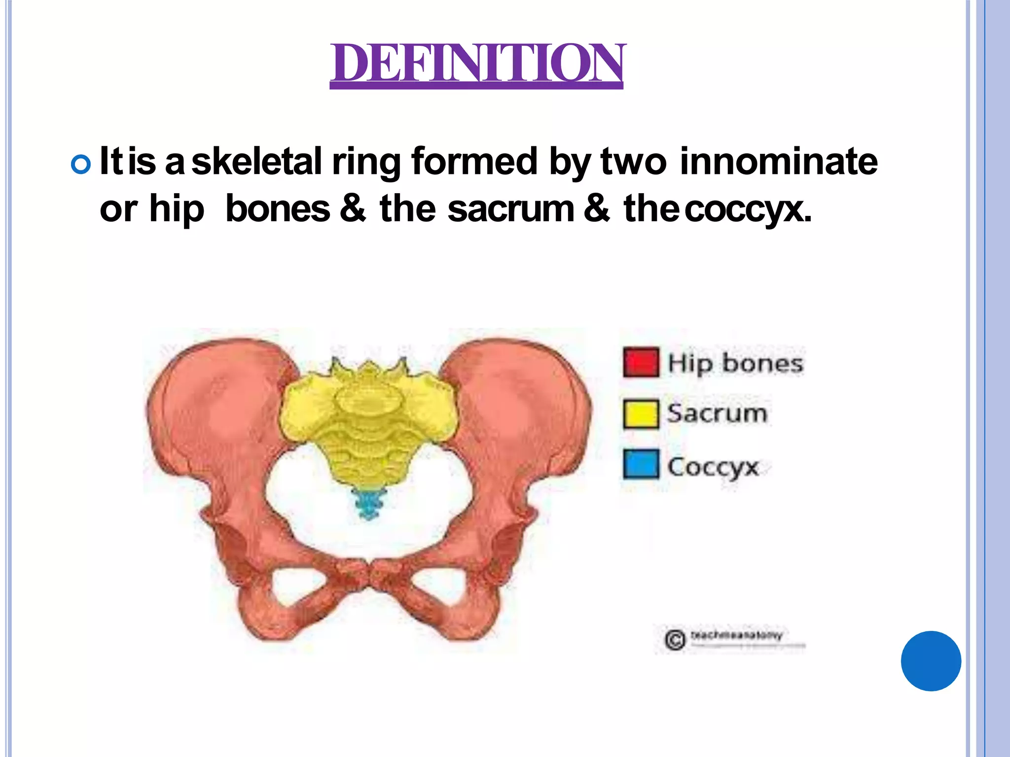 female pelvis (1).pptx