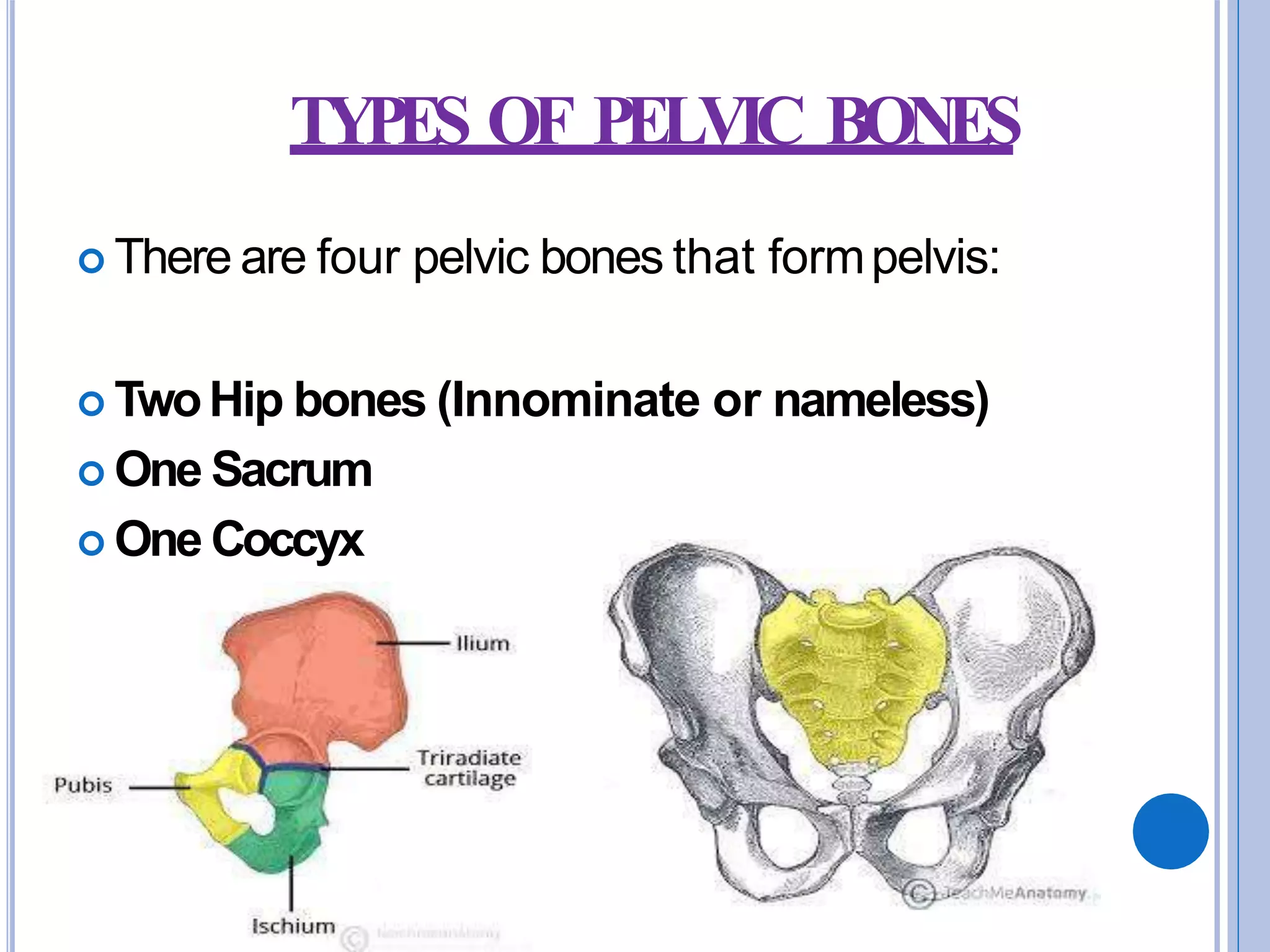 female pelvis (1).pptx