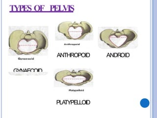 female pelvis (1).pptx