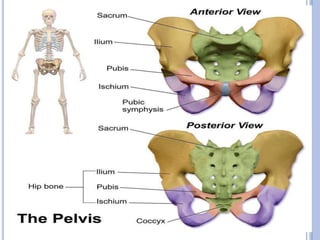 female pelvis (1).pptx