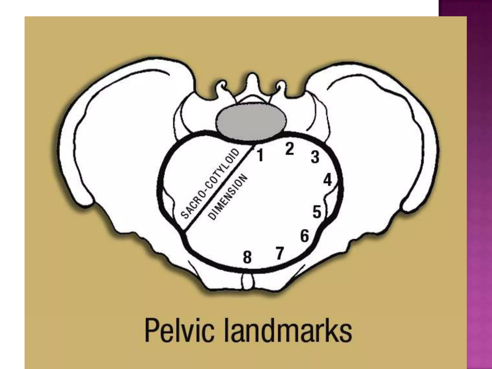 Female pelvis ppt PPT Female pelvis ppt PPT