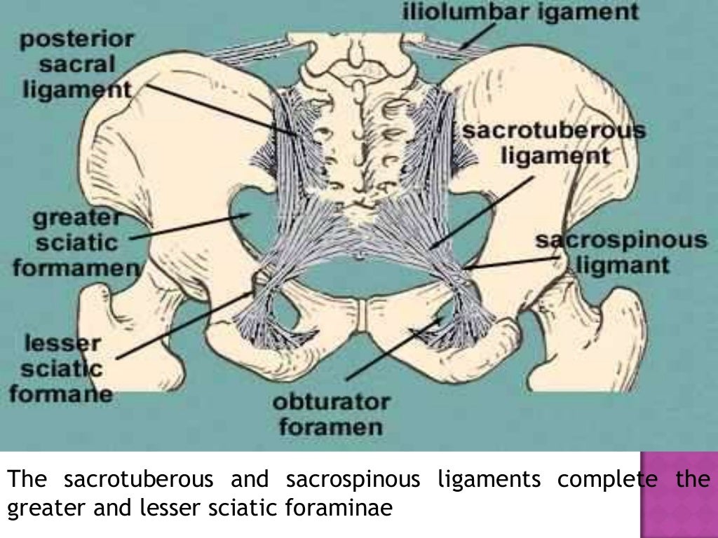 Female pelvis ppt Female pelvis ppt