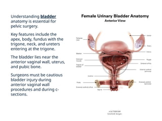 female_pelvis_surgical_relevance_anatomy | PPTX