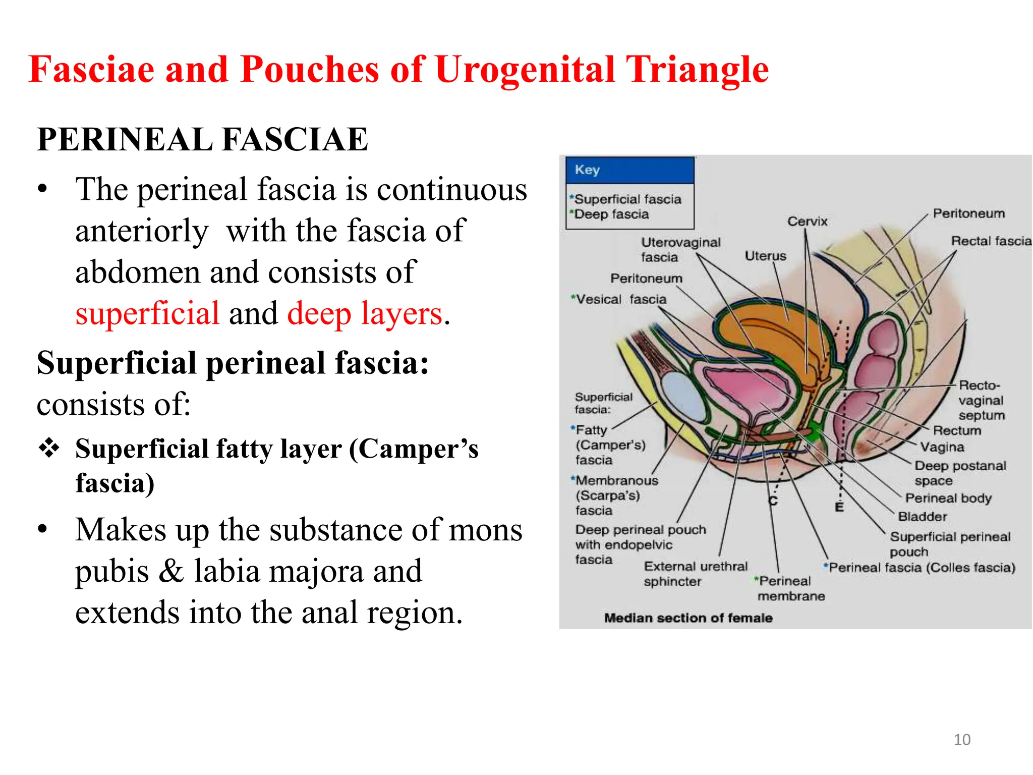 Fasciae and Pouches of Urogenital Triangle
PERINEAL FASCIAE
• The perineal fascia is continuous
anteriorly with the fascia of
abdomen and consists of
superficial and deep layers.
Superficial perineal fascia:
consists of:
 Superficial fatty layer (Camper’s
fascia)
• Makes up the substance of mons
pubis & labia majora and
extends into the anal region.
10
 