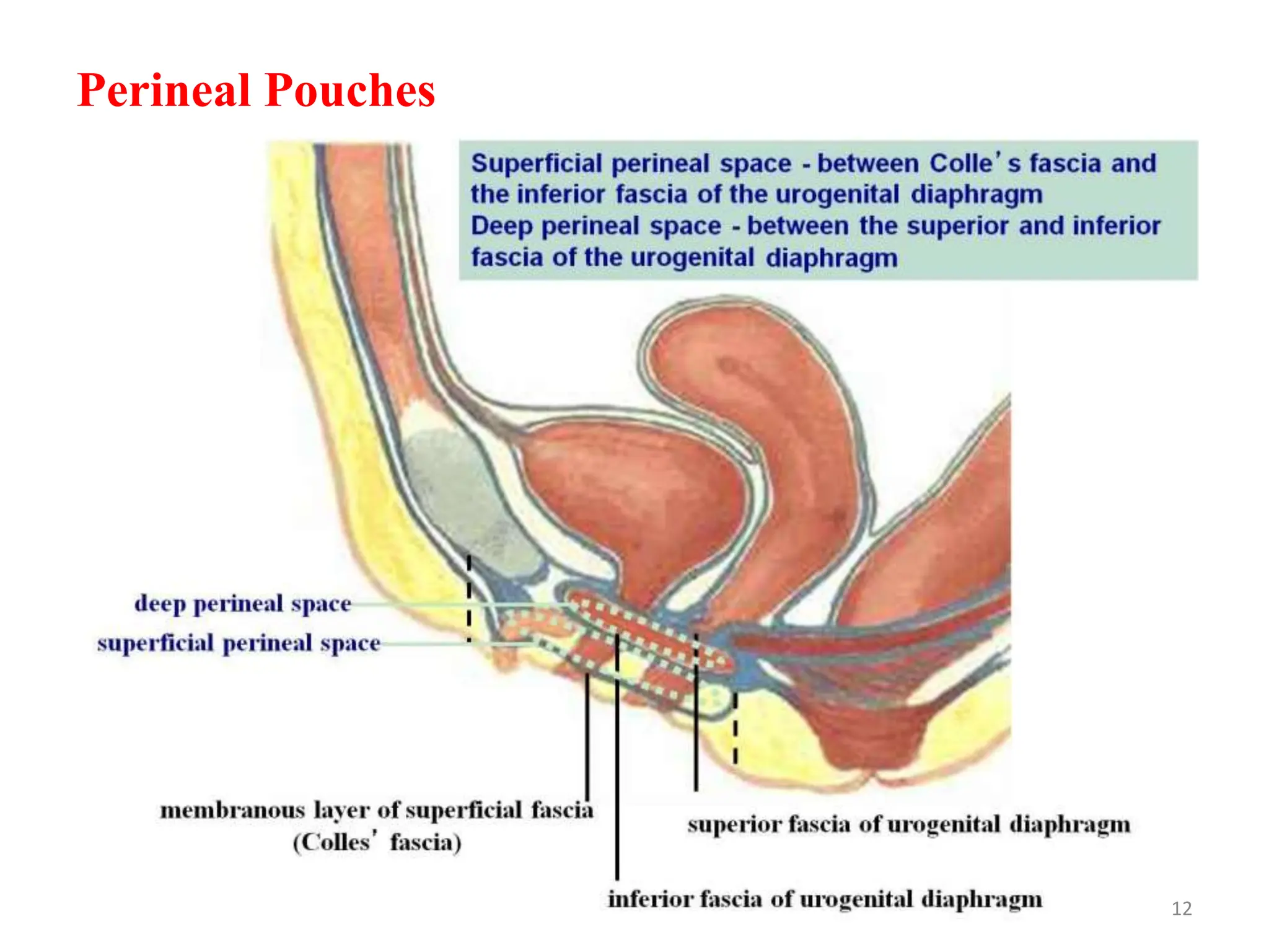 Perineal Pouches
12
 