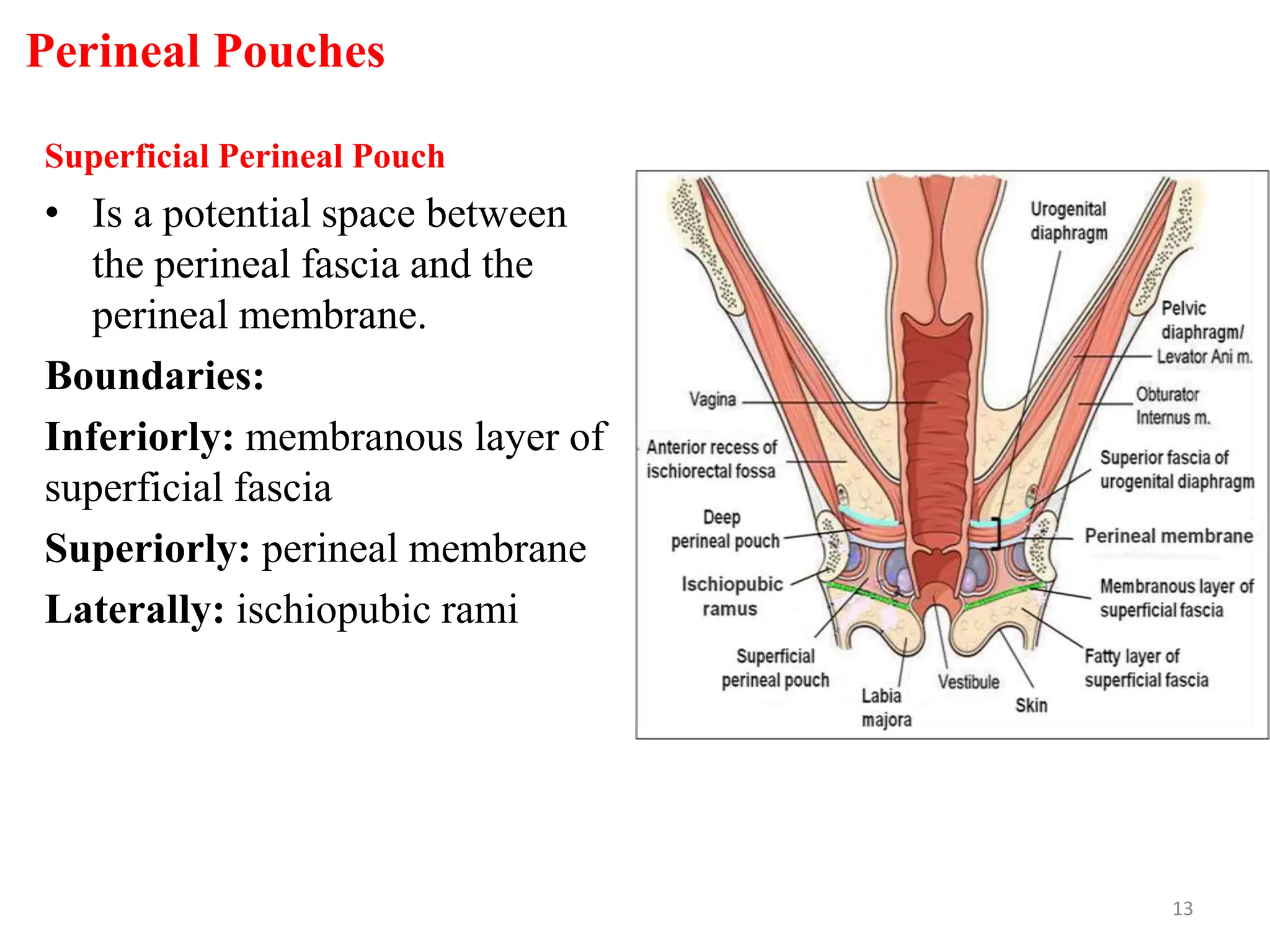 Perineal Pouches
Superficial Perineal Pouch
• Is a potential space between
the perineal fascia and the
perineal membrane.
Boundaries:
Inferiorly: membranous layer of
superficial fascia
Superiorly: perineal membrane
Laterally: ischiopubic rami
13
 