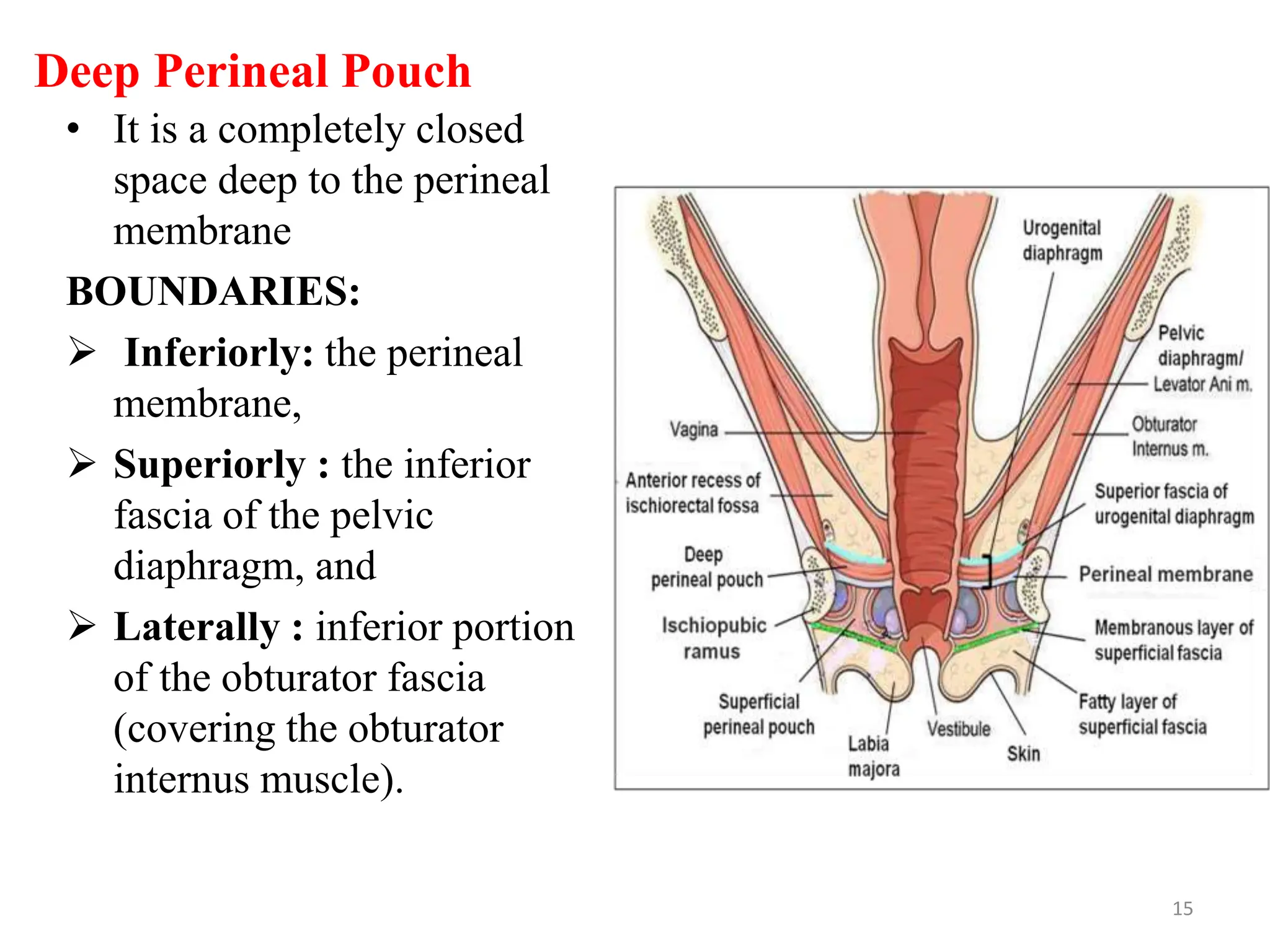 Deep Perineal Pouch
• It is a completely closed
space deep to the perineal
membrane
BOUNDARIES:
 Inferiorly: the perineal
membrane,
 Superiorly : the inferior
fascia of the pelvic
diaphragm, and
 Laterally : inferior portion
of the obturator fascia
(covering the obturator
internus muscle).
15
 