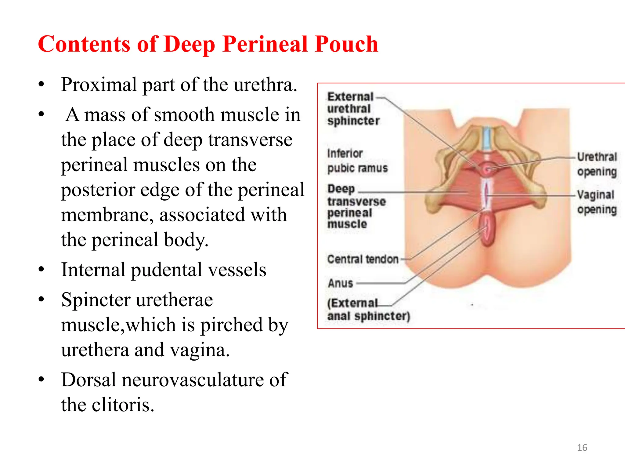Contents of Deep Perineal Pouch
• Proximal part of the urethra.
• A mass of smooth muscle in
the place of deep transverse
perineal muscles on the
posterior edge of the perineal
membrane, associated with
the perineal body.
• Internal pudental vessels
• Spincter uretherae
muscle,which is pirched by
urethera and vagina.
• Dorsal neurovasculature of
the clitoris.
16
 
