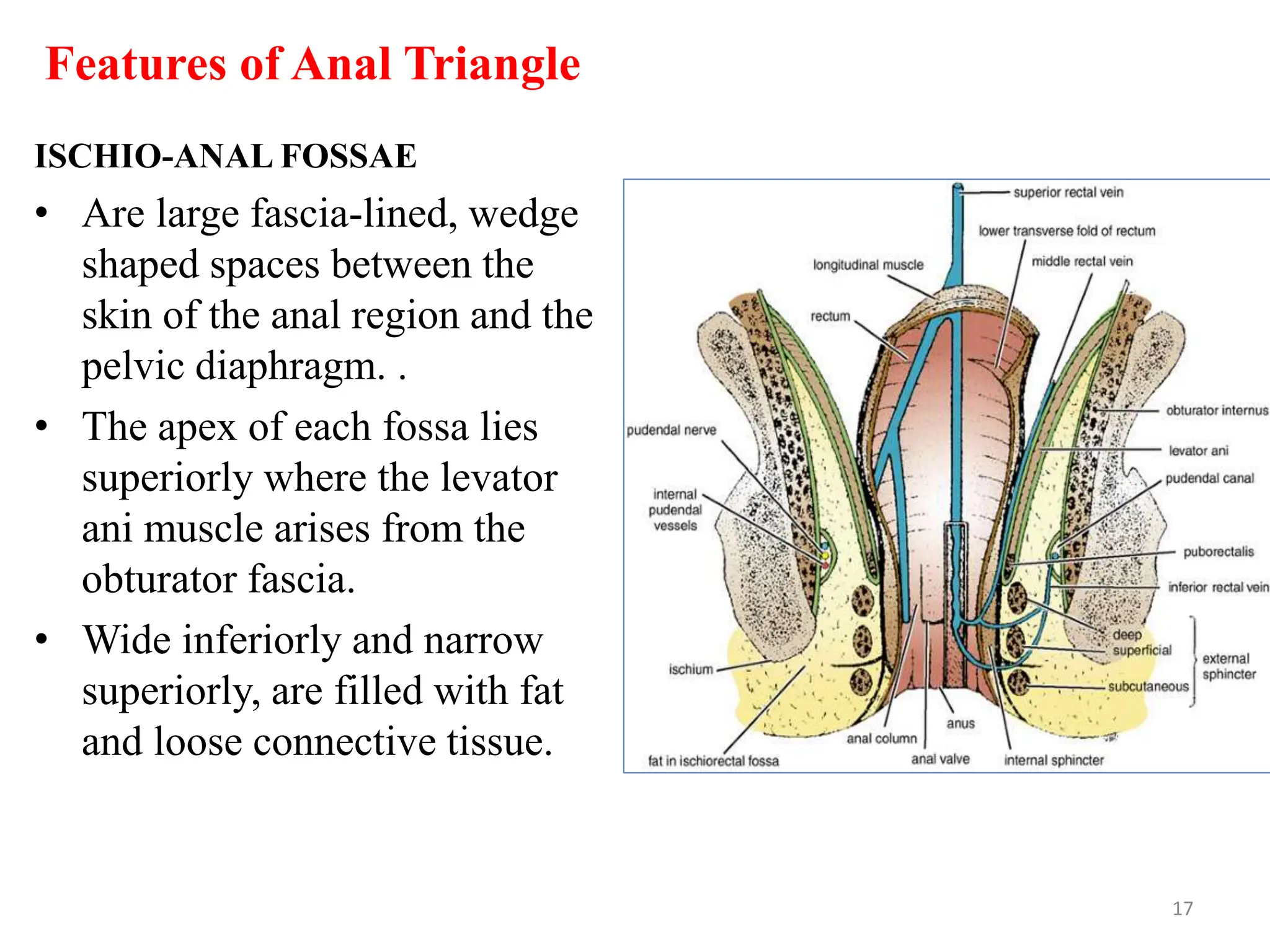 Features of Anal Triangle
ISCHIO-ANAL FOSSAE
• Are large fascia-lined, wedge
shaped spaces between the
skin of the anal region and the
pelvic diaphragm. .
• The apex of each fossa lies
superiorly where the levator
ani muscle arises from the
obturator fascia.
• Wide inferiorly and narrow
superiorly, are filled with fat
and loose connective tissue.
17
 
