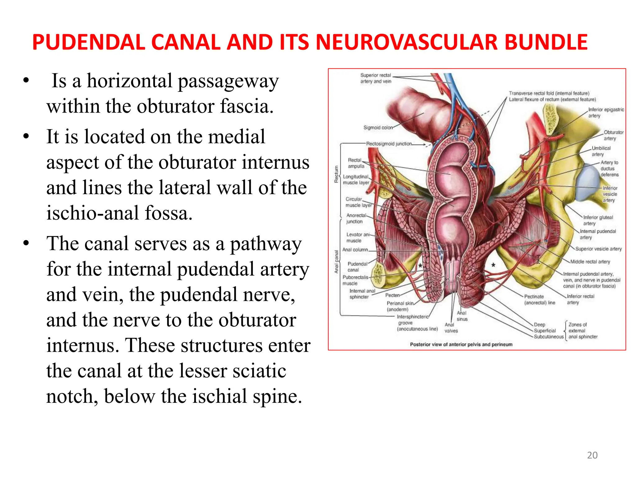 PUDENDAL CANAL AND ITS NEUROVASCULAR BUNDLE
• Is a horizontal passageway
within the obturator fascia.
• It is located on the medial
aspect of the obturator internus
and lines the lateral wall of the
ischio-anal fossa.
• The canal serves as a pathway
for the internal pudendal artery
and vein, the pudendal nerve,
and the nerve to the obturator
internus. These structures enter
the canal at the lesser sciatic
notch, below the ischial spine.
20
 