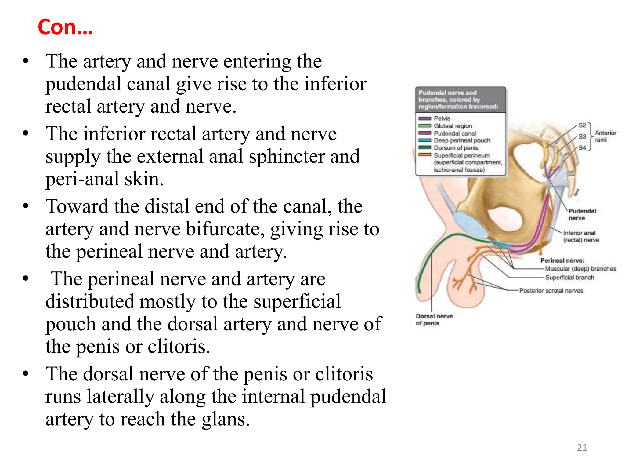 Con…
• The artery and nerve entering the
pudendal canal give rise to the inferior
rectal artery and nerve.
• The inferior rectal artery and nerve
supply the external anal sphincter and
peri-anal skin.
• Toward the distal end of the canal, the
artery and nerve bifurcate, giving rise to
the perineal nerve and artery.
• The perineal nerve and artery are
distributed mostly to the superficial
pouch and the dorsal artery and nerve of
the penis or clitoris.
• The dorsal nerve of the penis or clitoris
runs laterally along the internal pudendal
artery to reach the glans.
21
 