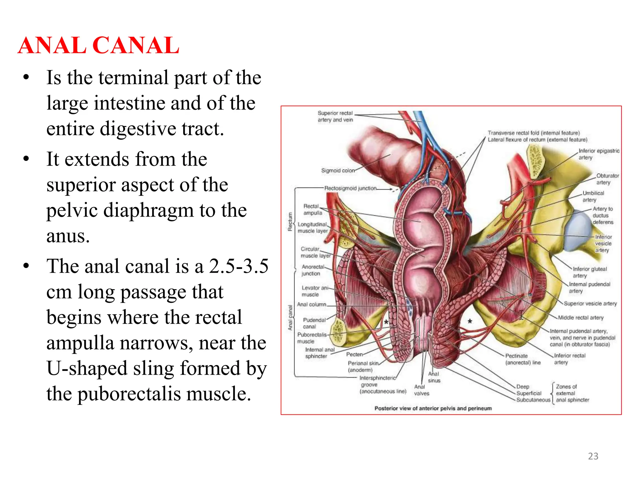 ANAL CANAL
• Is the terminal part of the
large intestine and of the
entire digestive tract.
• It extends from the
superior aspect of the
pelvic diaphragm to the
anus.
• The anal canal is a 2.5-3.5
cm long passage that
begins where the rectal
ampulla narrows, near the
U-shaped sling formed by
the puborectalis muscle.
23
 