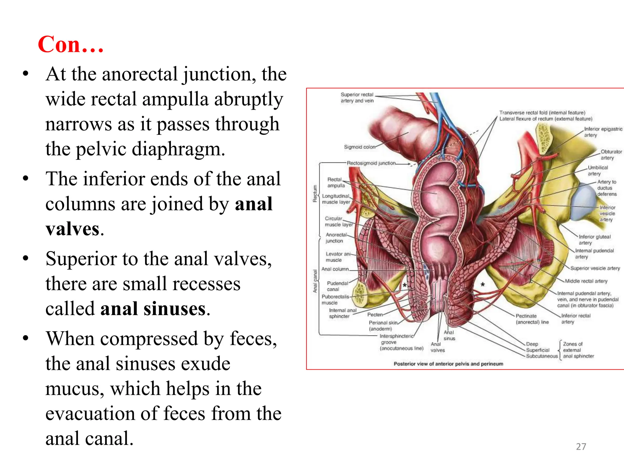 Con…
• At the anorectal junction, the
wide rectal ampulla abruptly
narrows as it passes through
the pelvic diaphragm.
• The inferior ends of the anal
columns are joined by anal
valves.
• Superior to the anal valves,
there are small recesses
called anal sinuses.
• When compressed by feces,
the anal sinuses exude
mucus, which helps in the
evacuation of feces from the
anal canal. 27
 