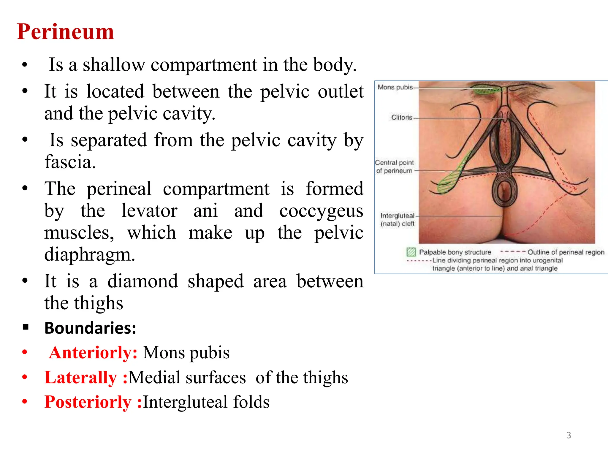 Perineum
• Is a shallow compartment in the body.
• It is located between the pelvic outlet
and the pelvic cavity.
• Is separated from the pelvic cavity by
fascia.
• The perineal compartment is formed
by the levator ani and coccygeus
muscles, which make up the pelvic
diaphragm.
• It is a diamond shaped area between
the thighs
 Boundaries:
• Anteriorly: Mons pubis
• Laterally :Medial surfaces of the thighs
• Posteriorly :Intergluteal folds
3
 