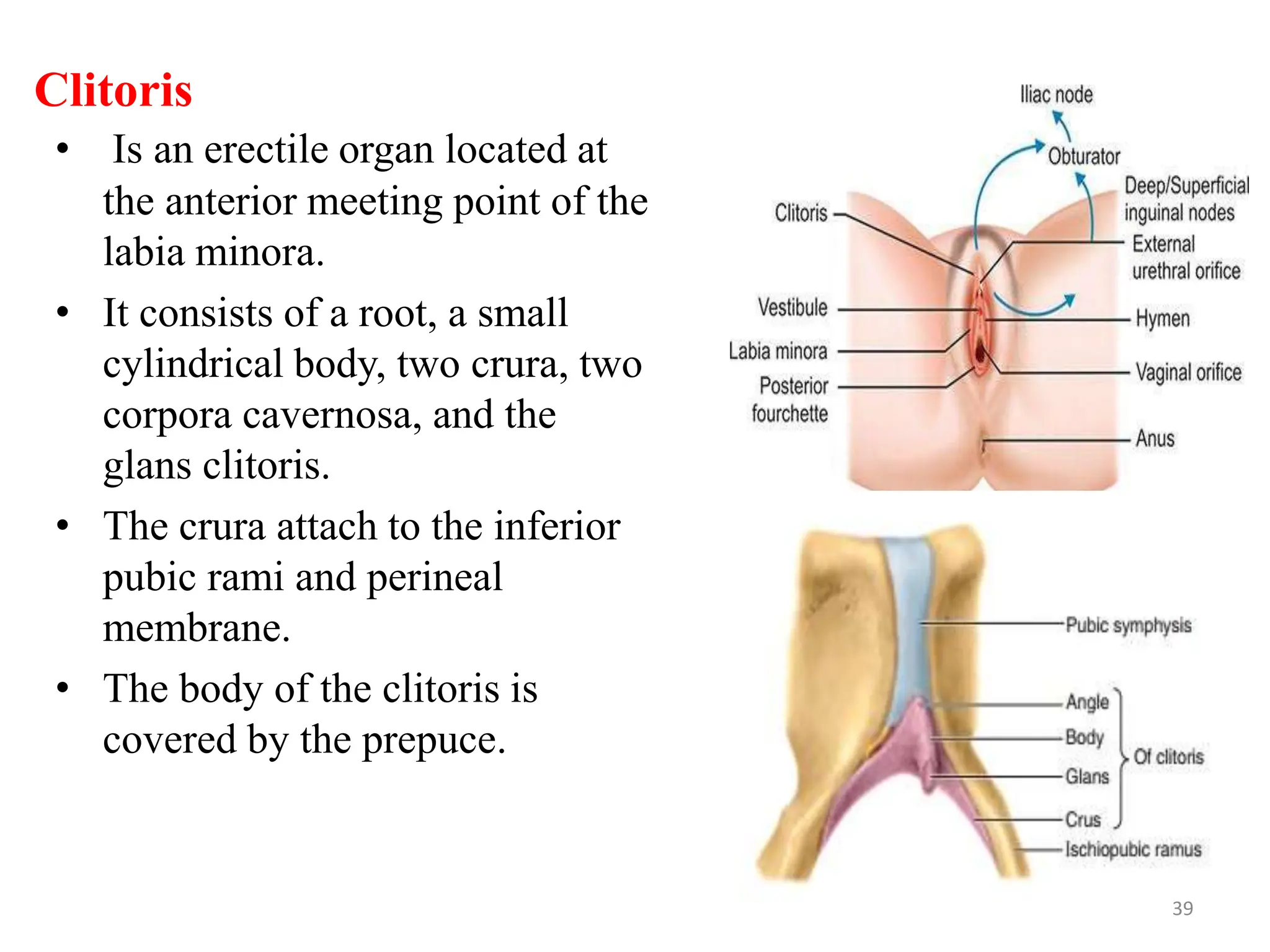 Clitoris
• Is an erectile organ located at
the anterior meeting point of the
labia minora.
• It consists of a root, a small
cylindrical body, two crura, two
corpora cavernosa, and the
glans clitoris.
• The crura attach to the inferior
pubic rami and perineal
membrane.
• The body of the clitoris is
covered by the prepuce.
39
 