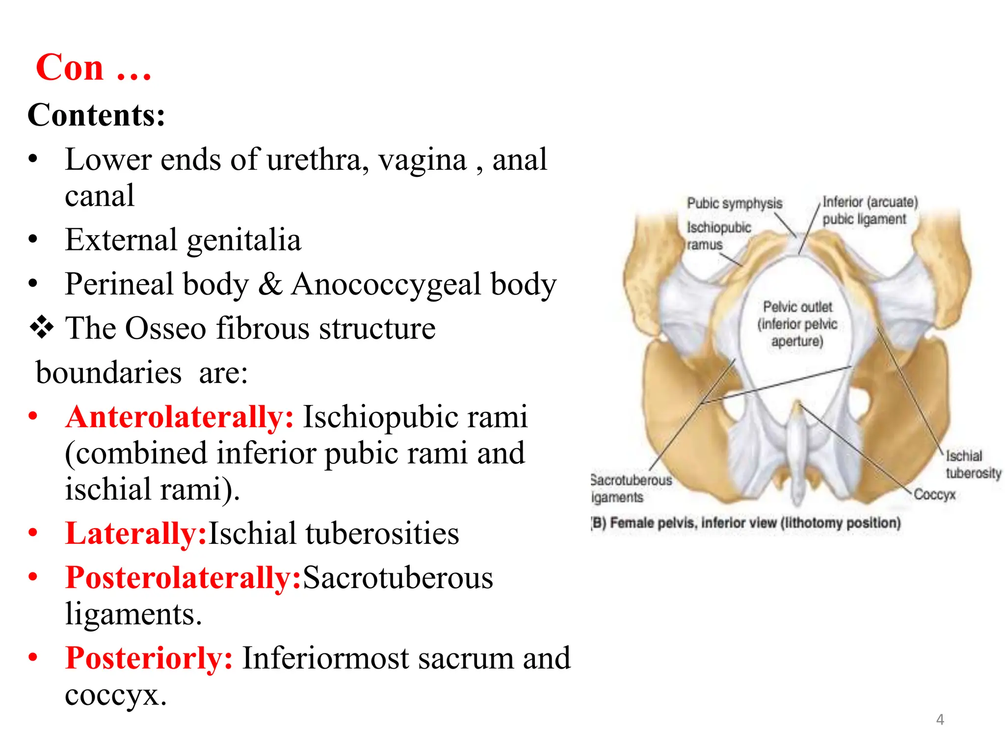 Con …
Contents:
• Lower ends of urethra, vagina , anal
canal
• External genitalia
• Perineal body & Anococcygeal body
 The Osseo fibrous structure
boundaries are:
• Anterolaterally: Ischiopubic rami
(combined inferior pubic rami and
ischial rami).
• Laterally:Ischial tuberosities
• Posterolaterally:Sacrotuberous
ligaments.
• Posteriorly: Inferiormost sacrum and
coccyx.
4
 