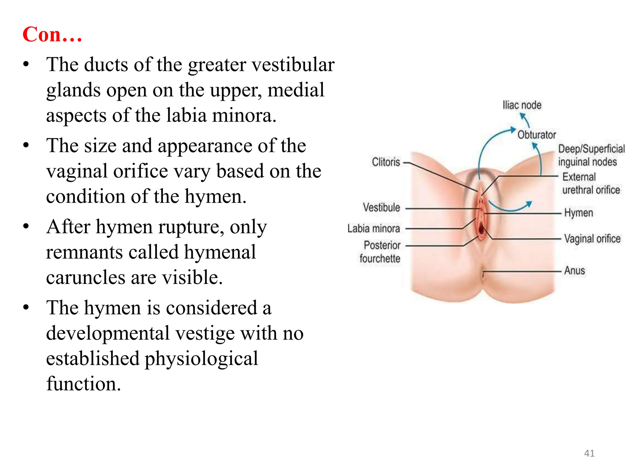 Con…
• The ducts of the greater vestibular
glands open on the upper, medial
aspects of the labia minora.
• The size and appearance of the
vaginal orifice vary based on the
condition of the hymen.
• After hymen rupture, only
remnants called hymenal
caruncles are visible.
• The hymen is considered a
developmental vestige with no
established physiological
function.
41
 