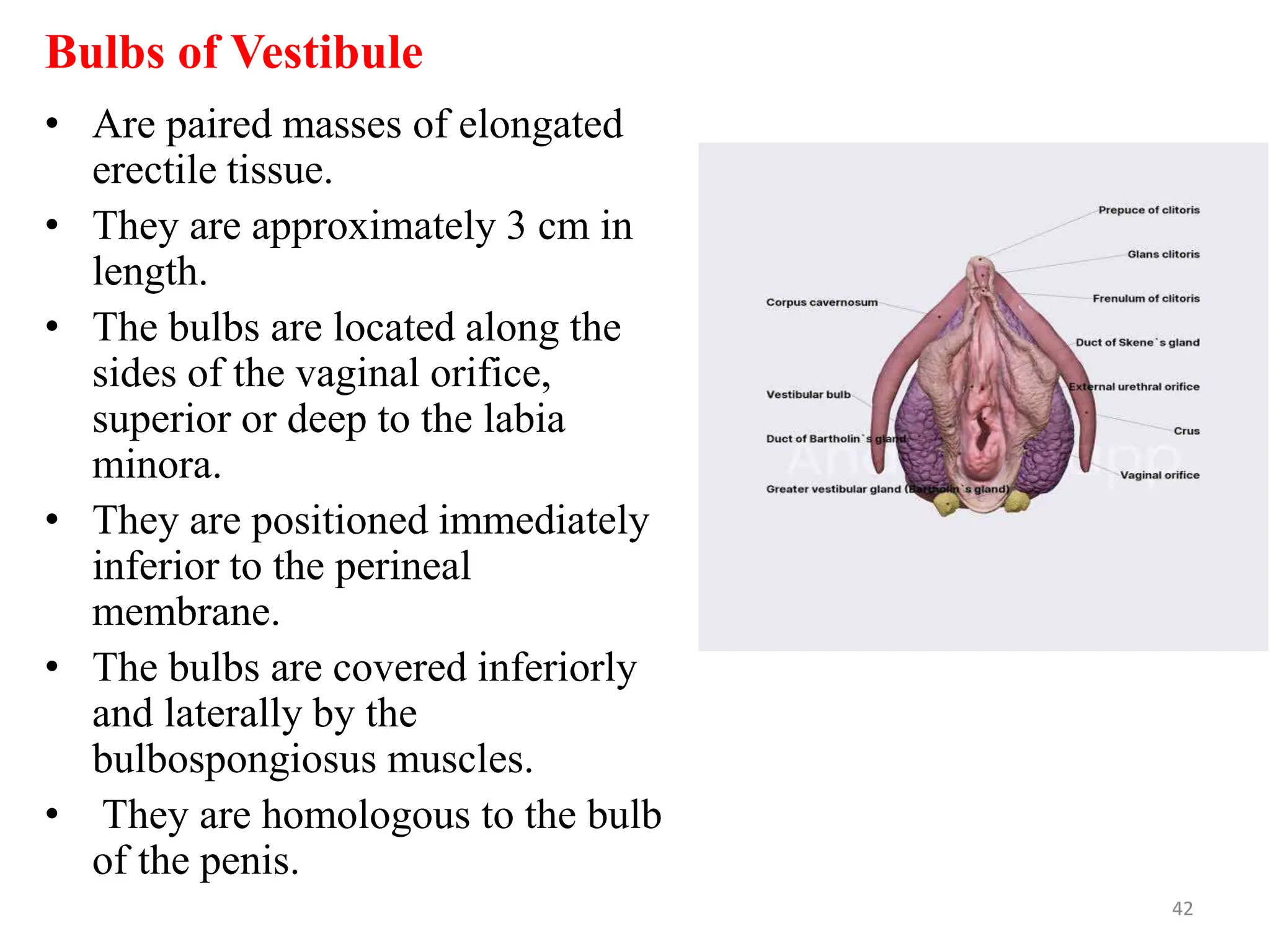 Bulbs of Vestibule
• Are paired masses of elongated
erectile tissue.
• They are approximately 3 cm in
length.
• The bulbs are located along the
sides of the vaginal orifice,
superior or deep to the labia
minora.
• They are positioned immediately
inferior to the perineal
membrane.
• The bulbs are covered inferiorly
and laterally by the
bulbospongiosus muscles.
• They are homologous to the bulb
of the penis.
42
 