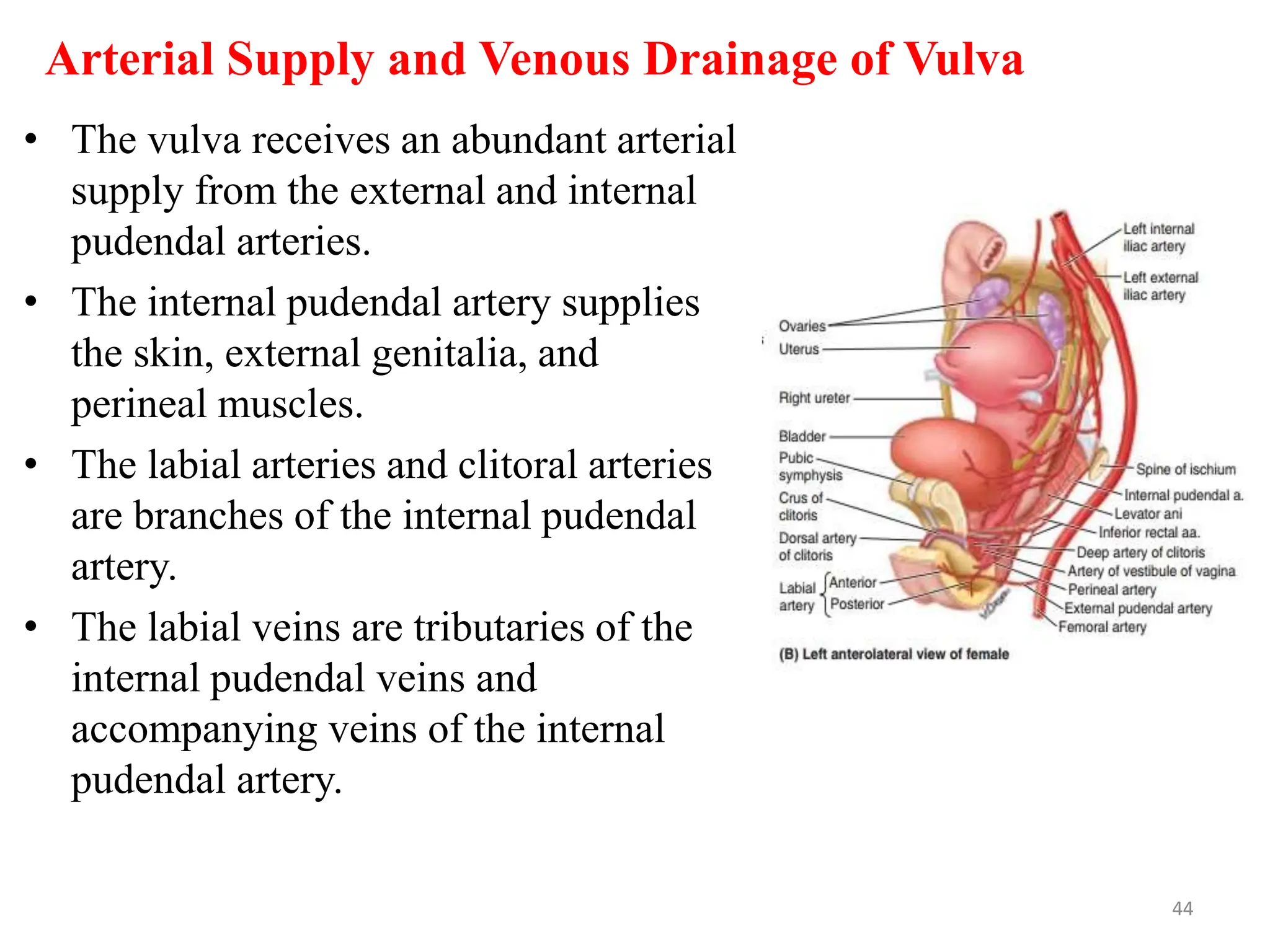 Arterial Supply and Venous Drainage of Vulva
• The vulva receives an abundant arterial
supply from the external and internal
pudendal arteries.
• The internal pudendal artery supplies
the skin, external genitalia, and
perineal muscles.
• The labial arteries and clitoral arteries
are branches of the internal pudendal
artery.
• The labial veins are tributaries of the
internal pudendal veins and
accompanying veins of the internal
pudendal artery.
44
 