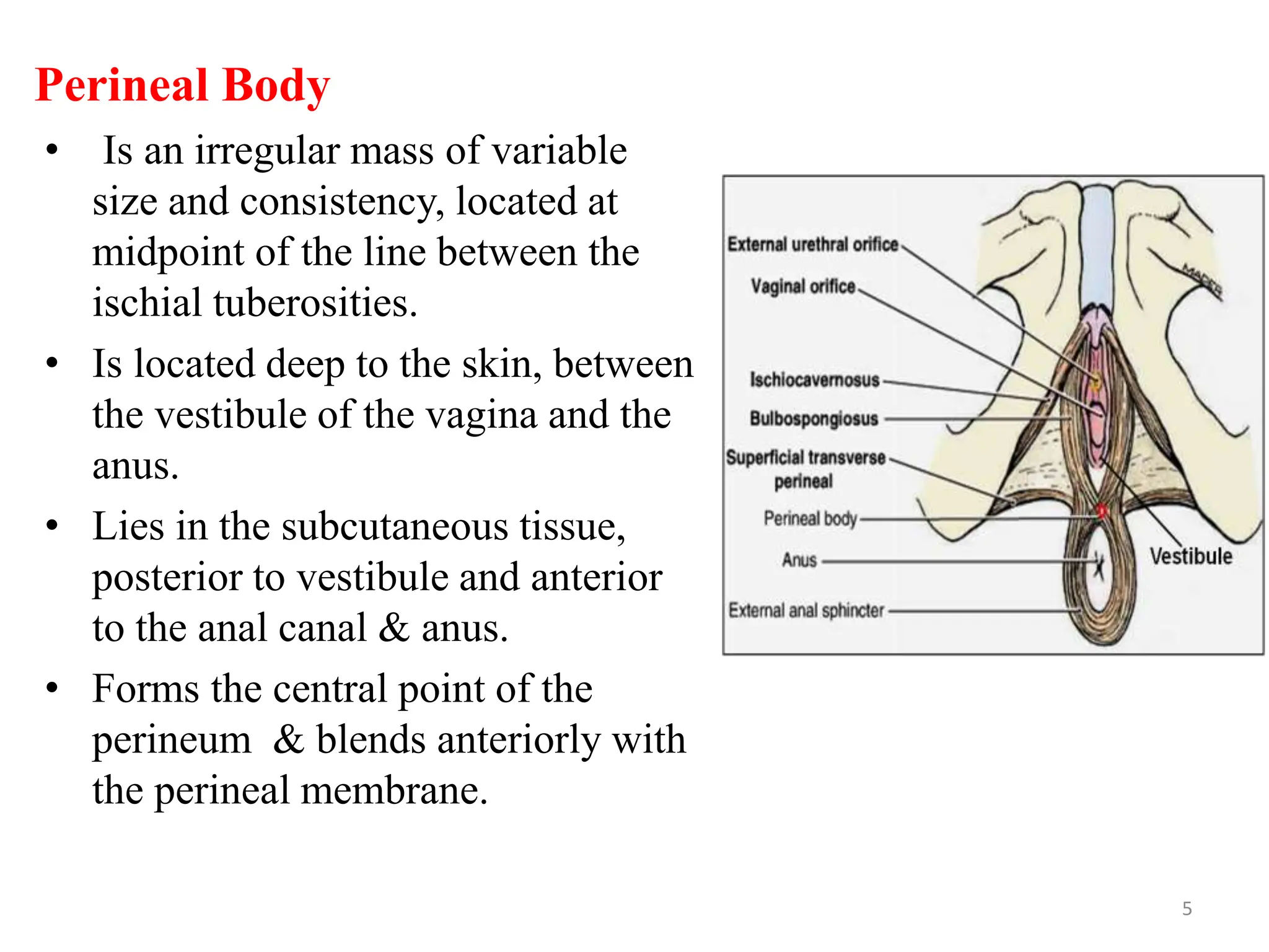 Perineal Body
• Is an irregular mass of variable
size and consistency, located at
midpoint of the line between the
ischial tuberosities.
• Is located deep to the skin, between
the vestibule of the vagina and the
anus.
• Lies in the subcutaneous tissue,
posterior to vestibule and anterior
to the anal canal & anus.
• Forms the central point of the
perineum & blends anteriorly with
the perineal membrane.
5
 