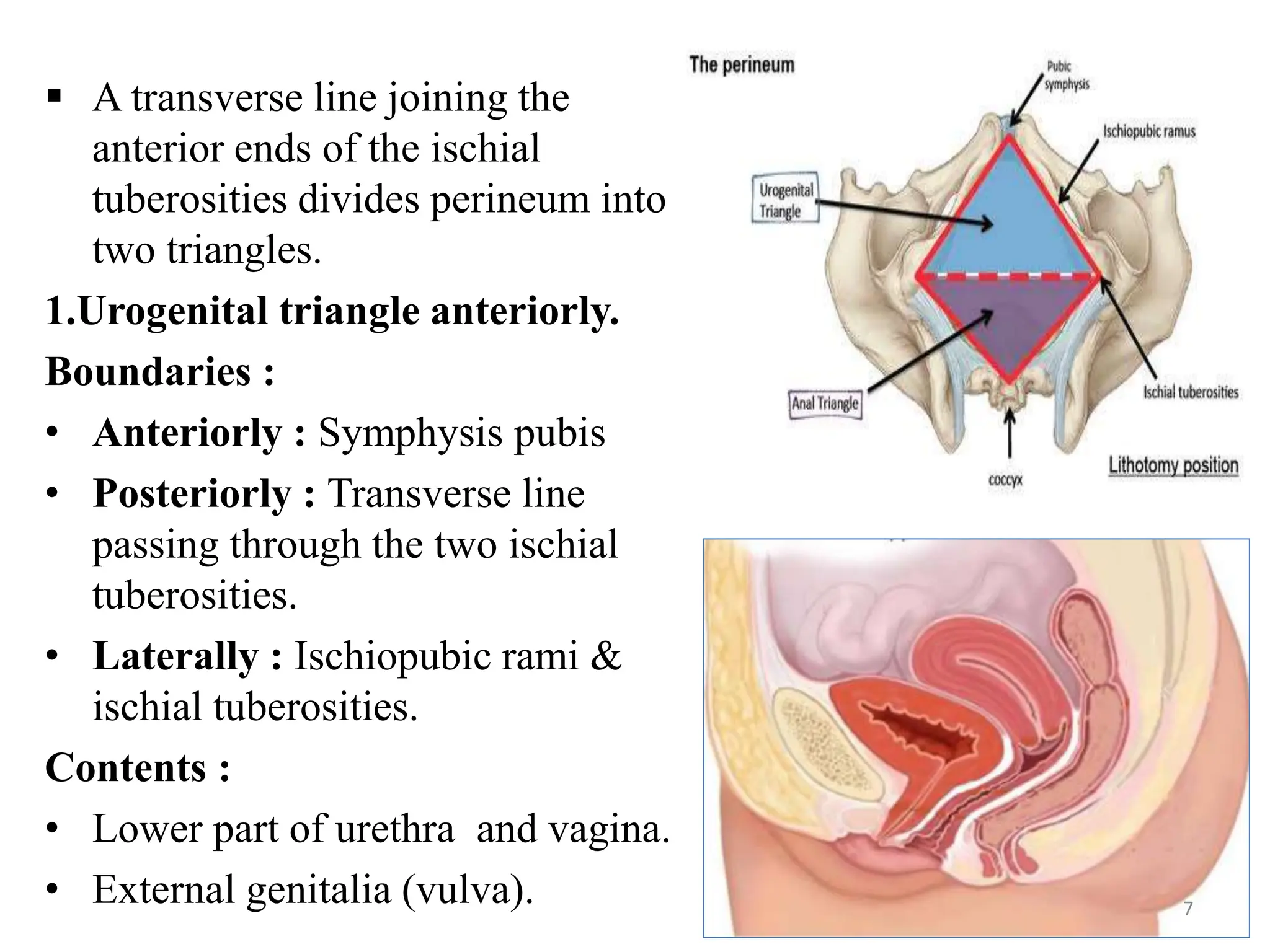  A transverse line joining the
anterior ends of the ischial
tuberosities divides perineum into
two triangles.
1.Urogenital triangle anteriorly.
Boundaries :
• Anteriorly : Symphysis pubis
• Posteriorly : Transverse line
passing through the two ischial
tuberosities.
• Laterally : Ischiopubic rami &
ischial tuberosities.
Contents :
• Lower part of urethra and vagina.
• External genitalia (vulva). 7
 