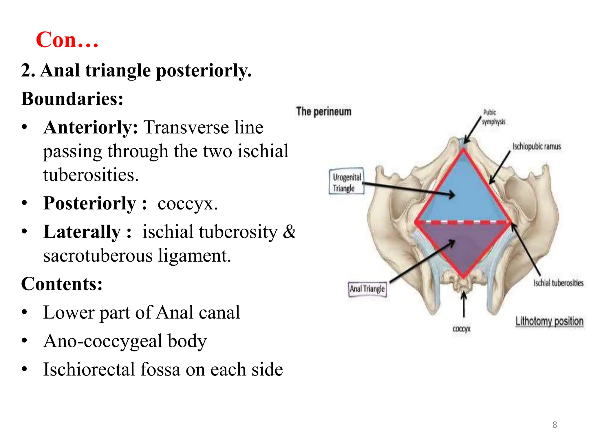 Con…
2. Anal triangle posteriorly.
Boundaries:
• Anteriorly: Transverse line
passing through the two ischial
tuberosities.
• Posteriorly : coccyx.
• Laterally : ischial tuberosity &
sacrotuberous ligament.
Contents:
• Lower part of Anal canal
• Ano-coccygeal body
• Ischiorectal fossa on each side
8
 
