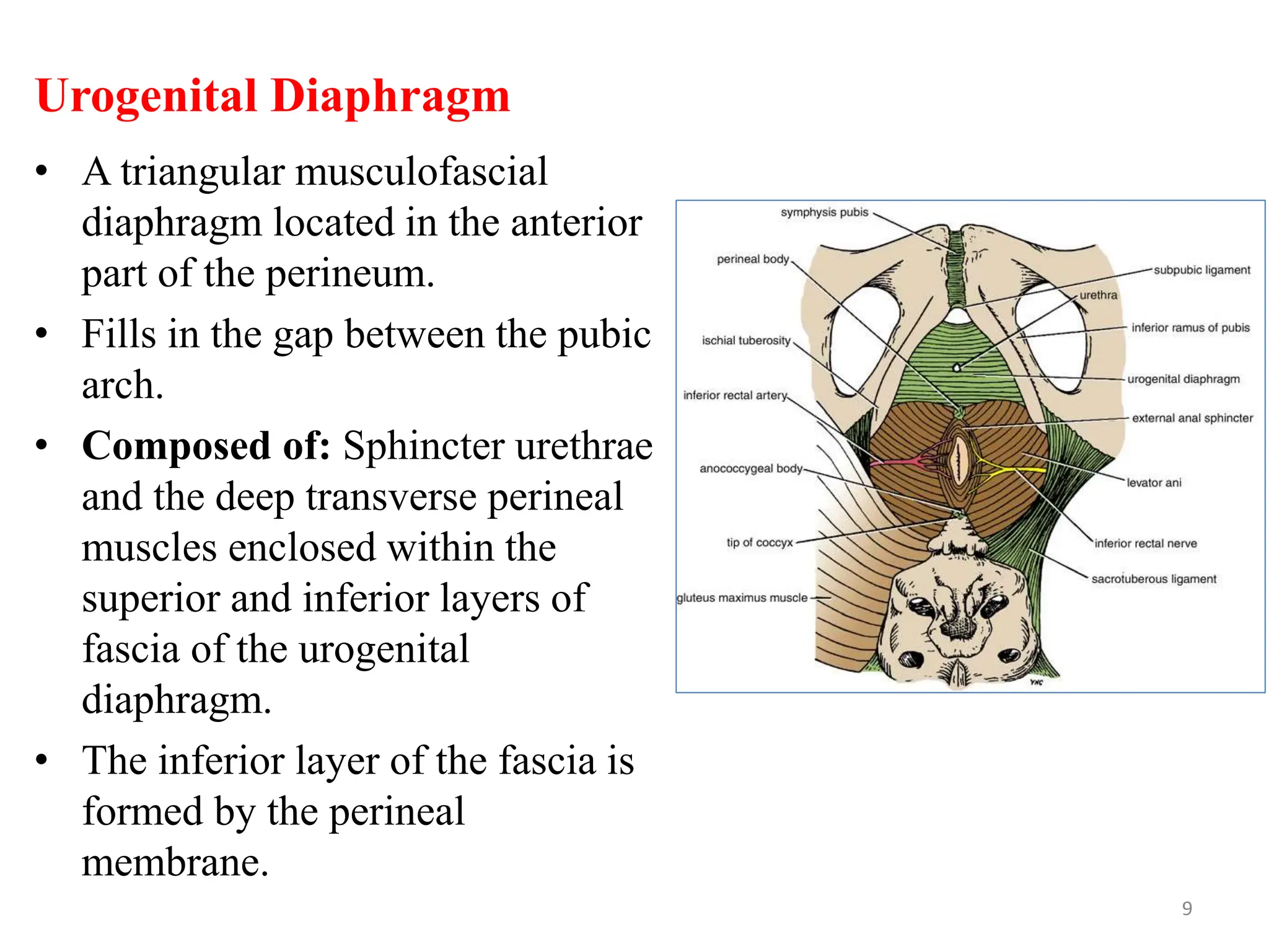 Urogenital Diaphragm
• A triangular musculofascial
diaphragm located in the anterior
part of the perineum.
• Fills in the gap between the pubic
arch.
• Composed of: Sphincter urethrae
and the deep transverse perineal
muscles enclosed within the
superior and inferior layers of
fascia of the urogenital
diaphragm.
• The inferior layer of the fascia is
formed by the perineal
membrane.
9
 
