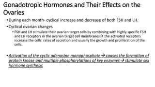 Gonadotropic Hormones and Their Effects on the
Ovaries
•During each month- cyclical increase and decrease of both FSH and LH.
•Cyclical ovarian changes
• FSH and LH stimulate their ovarian target cells by combining with highly specific FSH
and LH receptors in the ovarian target cell membranes the activated receptors
increase the cells’ rates of secretion and usually the growth and proliferation of the
cells.
•Activation of the cyclic adenosine monophosphate causes the formation of
protein kinase and multiple phosphorylations of key enzymes stimulate sex
hormone synthesis
 