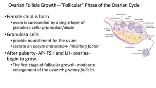Ovarian Follicle Growth—”Follicular” Phase of the Ovarian Cycle
•Female child is born
•ovum is surrounded by a single layer of
granulosa cells- primordial follicle
•Granulosa cells
•provide nourishment for the ovum
•secrete an oocyte maturation- inhibiting factor
•After puberty- AP- FSH and LH- ovaries-
begin to grow.
•The first stage of follicular growth- moderate
enlargement of the ovum primary follicles.
 