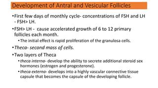 Development of Antral and Vesicular Follicles
•First few days of monthly cycle- concentrations of FSH and LH
- FSH> LH.
•FSH> LH - cause accelerated growth of 6 to 12 primary
follicles each month.
•The initial effect is rapid proliferation of the granulosa cells.
•Theca- second mass of cells.
•Two layers of Theca
•theca interna- develop the ability to secrete additional steroid sex
hormones (estrogen and progesterone).
•theca externa- develops into a highly vascular connective tissue
capsule that becomes the capsule of the developing follicle.
 