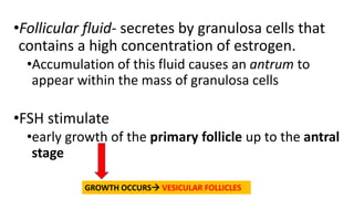 •Follicular fluid- secretes by granulosa cells that
contains a high concentration of estrogen.
•Accumulation of this fluid causes an antrum to
appear within the mass of granulosa cells
•FSH stimulate
•early growth of the primary follicle up to the antral
stage
GROWTH OCCURS VESICULAR FOLLICLES
 