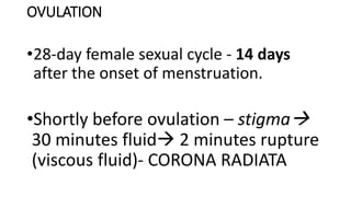 •28-day female sexual cycle - 14 days
after the onset of menstruation.
•Shortly before ovulation – stigma
30 minutes fluid 2 minutes rupture
(viscous fluid)- CORONA RADIATA
OVULATION
 