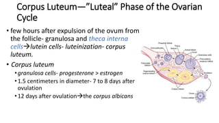 Corpus Luteum—”Luteal” Phase of the Ovarian
Cycle
• few hours after expulsion of the ovum from
the follicle- granulosa and theca interna
cellslutein cells- luteinization- corpus
luteum.
• Corpus luteum
•granulosa cells- progesterone > estrogen
•1.5 centimeters in diameter- 7 to 8 days after
ovulation
•12 days after ovulationthe corpus albicans
 