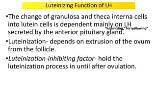 •The change of granulosa and theca interna cells
into lutein cells is dependent mainly on LH
secreted by the anterior pituitary gland.
•Luteinization- depends on extrusion of the ovum
from the follicle.
•Luteinization-inhibiting factor- hold the
luteinization process in until after ovulation.
“luteinizing,” for yellowing”
 
