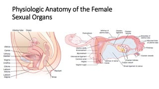 Physiologic Anatomy of the Female
Sexual Organs
 