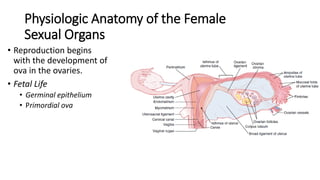 Physiologic Anatomy of the Female
Sexual Organs
• Reproduction begins
with the development of
ova in the ovaries.
• Fetal Life
• Germinal epithelium
• Primordial ova
 
