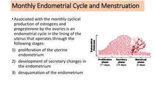 Monthly Endometrial Cycle and Menstruation
•Associated with the monthly cyclical
production of estrogens and
progesterone by the ovaries is an
endometrial cycle in the lining of the
uterus that operates through the
following stages:
1) proliferation of the uterine
endometrium
2) development of secretory changes in
the endometrium
3) desquamation of the endometrium
 