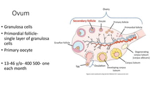 Ovum
• Granulosa cells
• Primordial follicle-
single layer of granulosa
cells
• Primary oocyte
• 13-46 y/o- 400 500- one
each month
 
