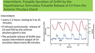 Intermittent, Pulsatile Secretion of GnRH by the
Hypothalamus Stimulates Pulsatile Release of LH from the
Anterior Pituitary Gland
Intermittent
• every 1-2 hours- lasting to 5 to 25
minutes
•If infused continuously- release of
LH and FSH by the anterior
pituitary gland is lost.
•The pulsatile release of GnRH also
causes intermittent output of LH
secretion about every 90 minutes.
 