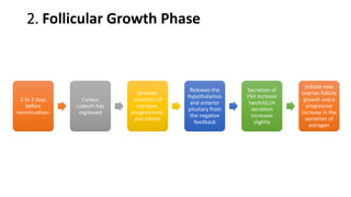 2. Follicular Growth Phase
2 to 3 days
before
menstruation-
Corpus
Luteum has
regressed
decrease
secretion of
estrogen,
progesterone,
and inhibin
Releases the
hypothalamus
and anterior
pituitary from
the negative
feedback
Secretion of
FSH increase
twofold;LH
secretion
increases
slightly
Initiate new
ovarian follicle
growth and a
progressive
increase in the
secretion of
estrogen
 