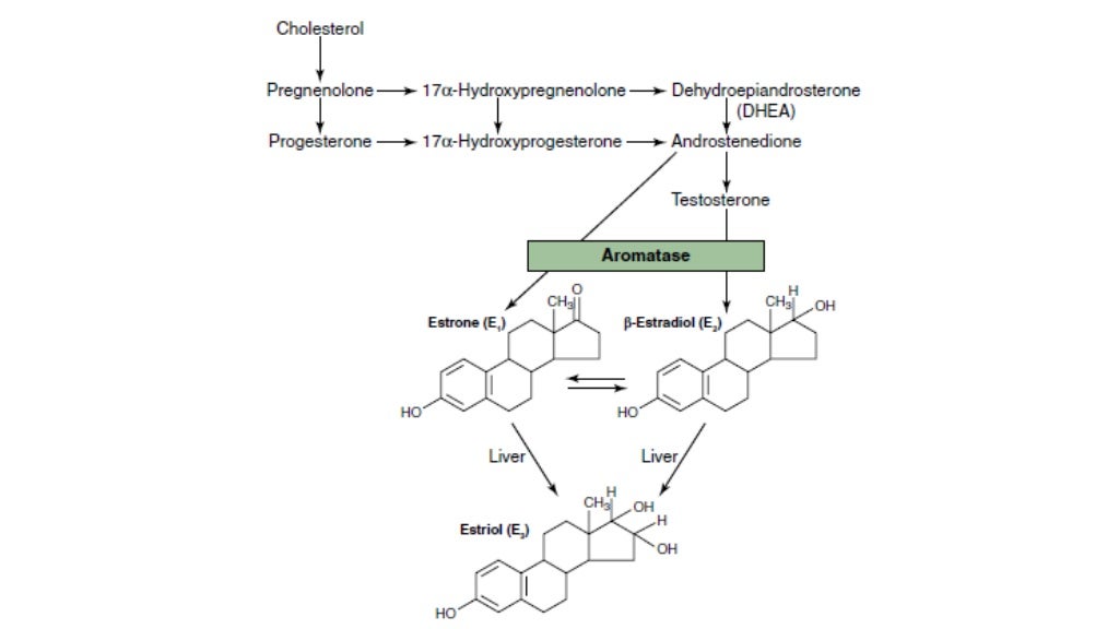 Female physiology before pregnancy