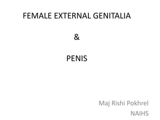 FEMALE EXTERNAL GENITALIA
&
PENIS
Maj Rishi Pokhrel
NAIHS
 
