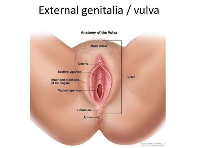Penis In Female 9