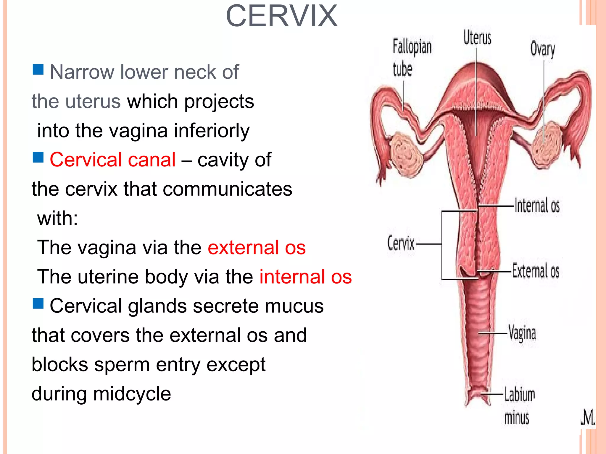12
CERVIX
 Narrow lower neck of
the uterus which projects
into the vagina inferiorly
 Cervical canal – cavity of
the cervix that communicates
with:
The vagina via the external os
The uterine body via the internal os
 Cervical glands secrete mucus
that covers the external os and
blocks sperm entry except
during midcycle
 