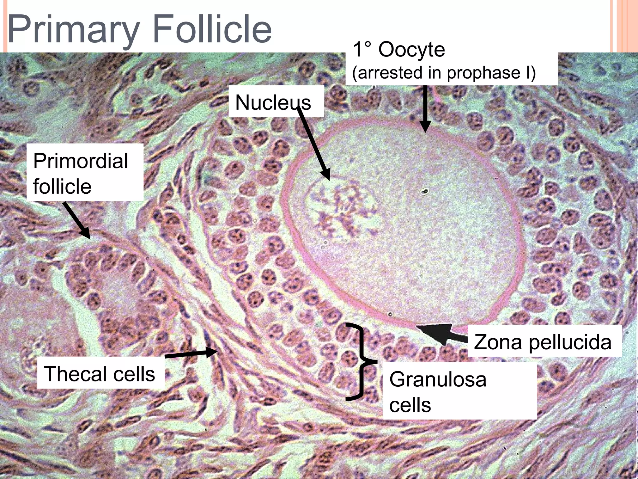 17
Zona pellucida
1° Oocyte
(arrested in prophase I)
Granulosa
cells
Thecal cells
Nucleus
Primordial
follicle
Primary Follicle
 