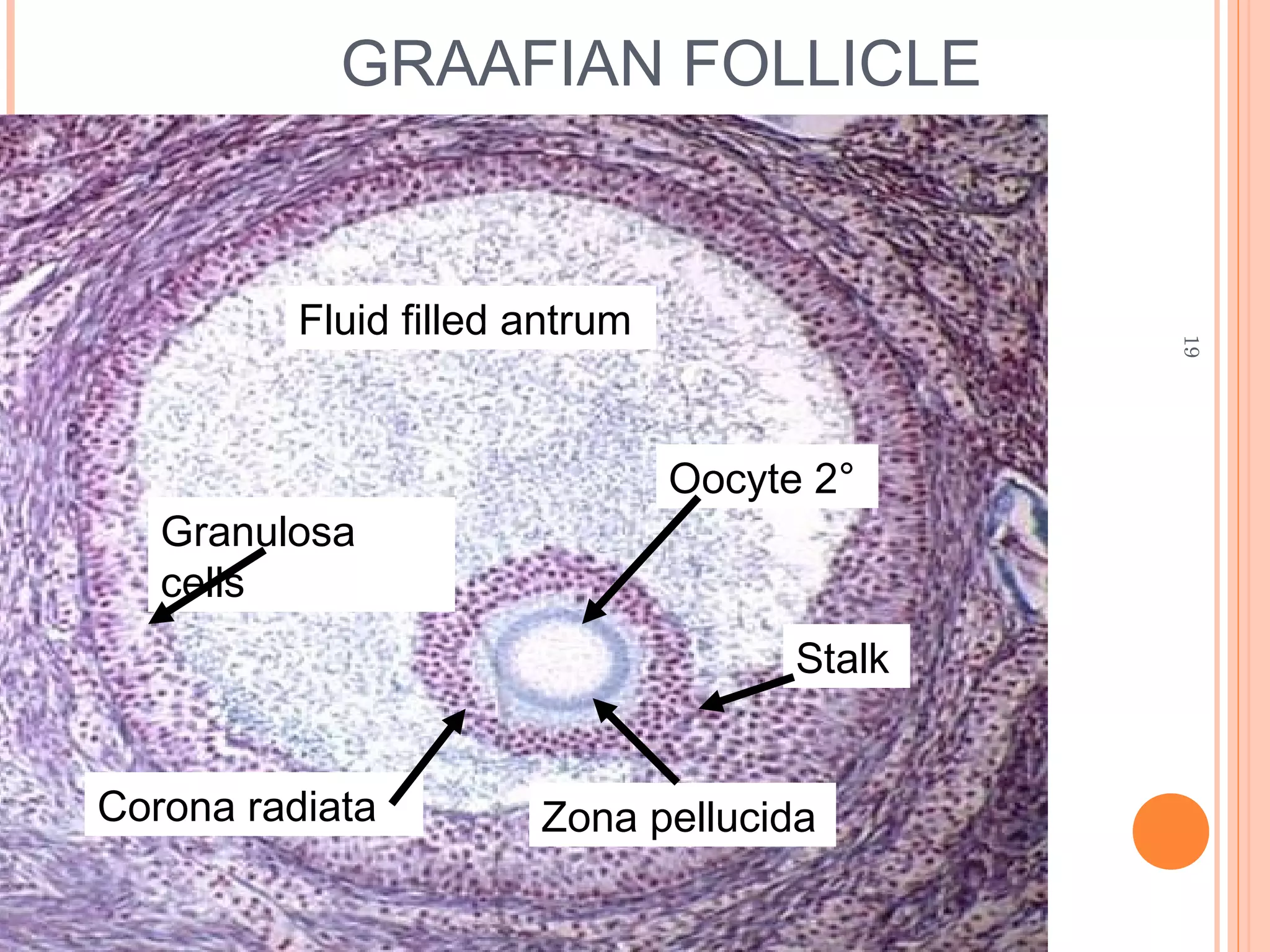 19
GRAAFIAN FOLLICLE
Fluid filled antrum
Granulosa
cells
Oocyte 2°
Corona radiata
Stalk
Zona pellucida
 