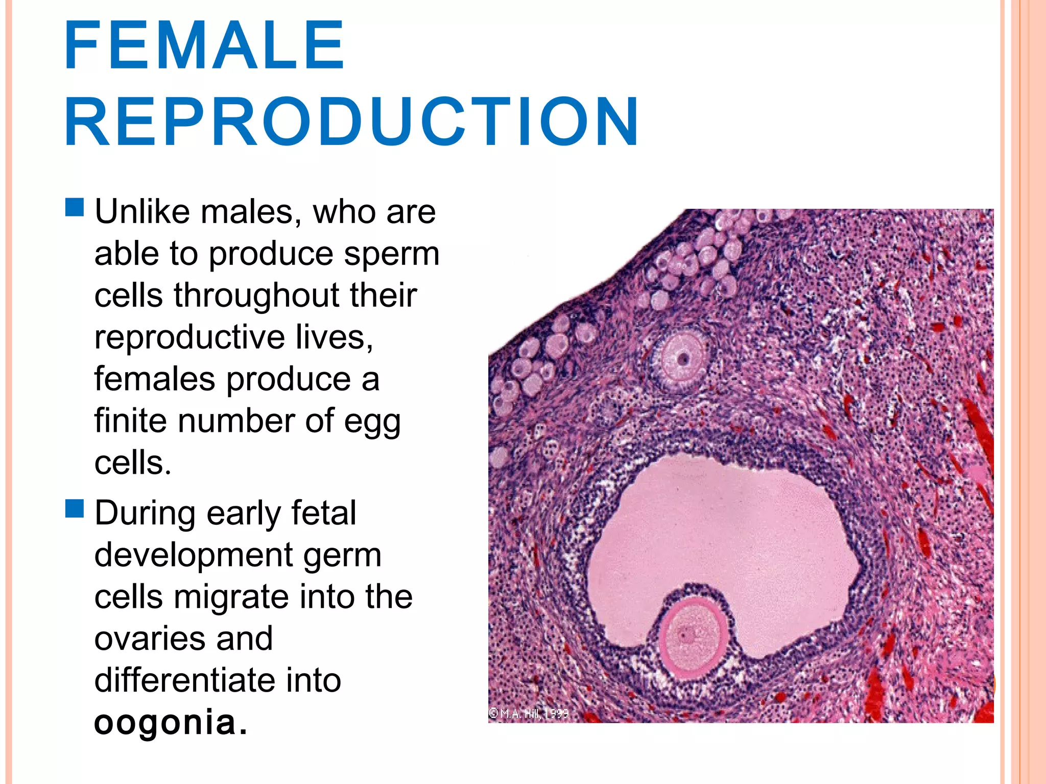 FEMALE
REPRODUCTION
 Unlike males, who are
able to produce sperm
cells throughout their
reproductive lives,
females produce a
finite number of egg
cells.
 During early fetal
development germ
cells migrate into the
ovaries and
differentiate into
oogonia.
 