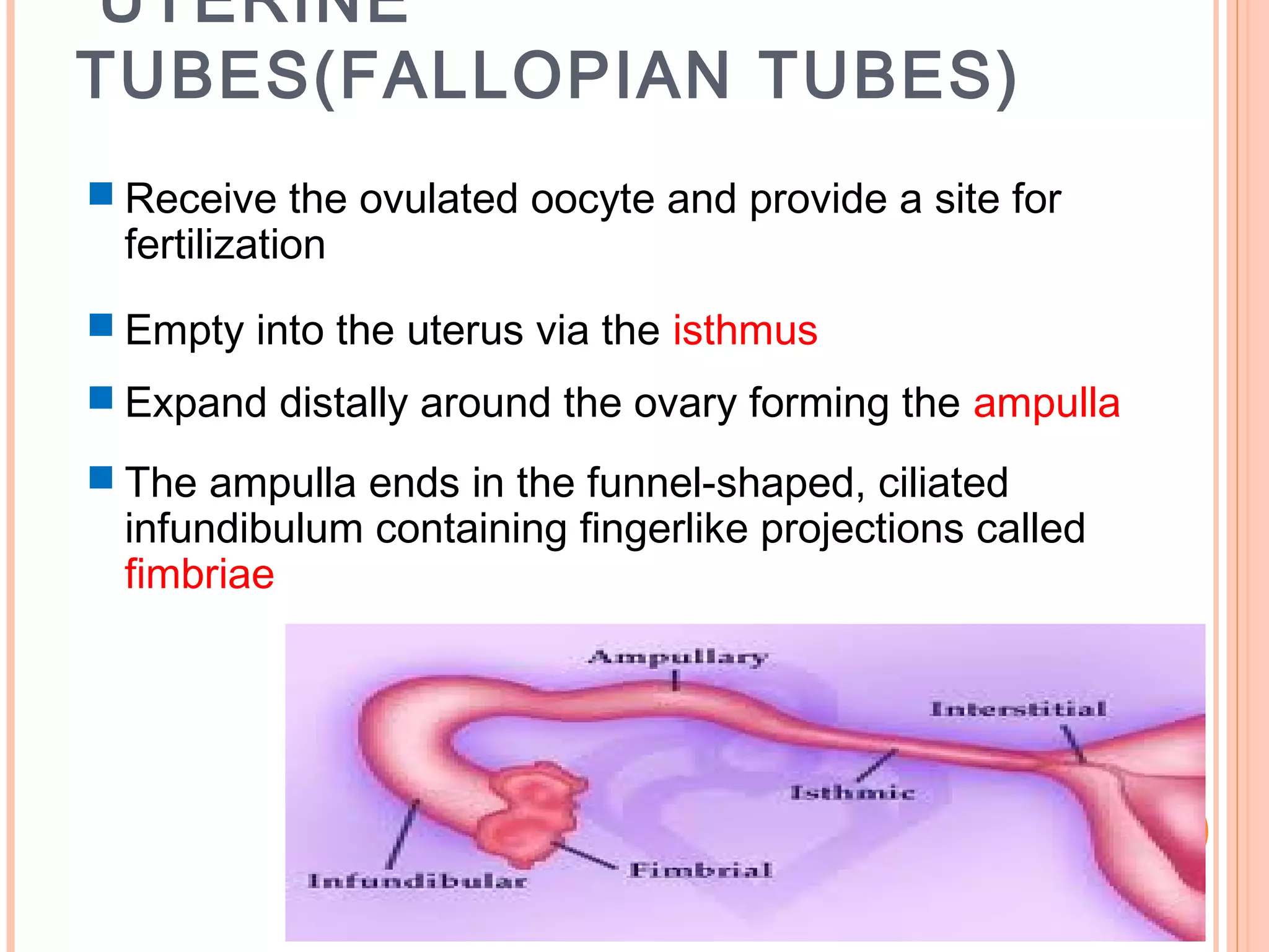 3
UTERINE
TUBES(FALLOPIAN TUBES)
 Receive the ovulated oocyte and provide a site for
fertilization
 Empty into the uterus via the isthmus
 Expand distally around the ovary forming the ampulla
 The ampulla ends in the funnel-shaped, ciliated
infundibulum containing fingerlike projections called
fimbriae
 
