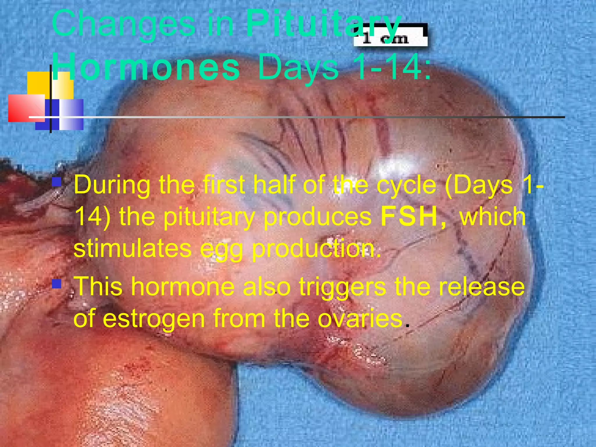 Changes in Pituitary
Hormones Days 1-14:
 During the first half of the cycle (Days 1-
14) the pituitary produces FSH, which
stimulates egg production.
 This hormone also triggers the release
of estrogen from the ovaries.
 