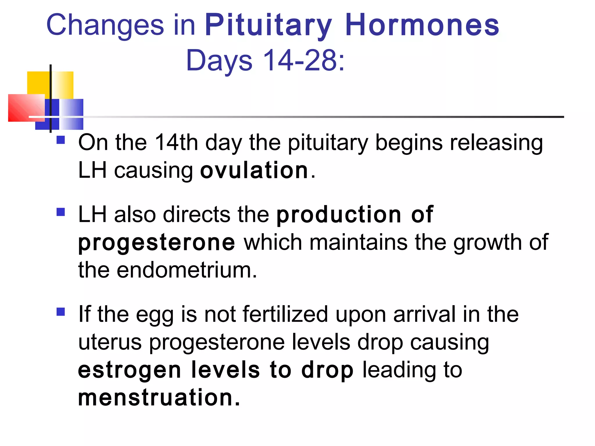 Changes in Pituitary Hormones
Days 14-28:
 On the 14th day the pituitary begins releasing
LH causing ovulation.
 LH also directs the production of
progesterone which maintains the growth of
the endometrium.
 If the egg is not fertilized upon arrival in the
uterus progesterone levels drop causing
estrogen levels to drop leading to
menstruation.
 